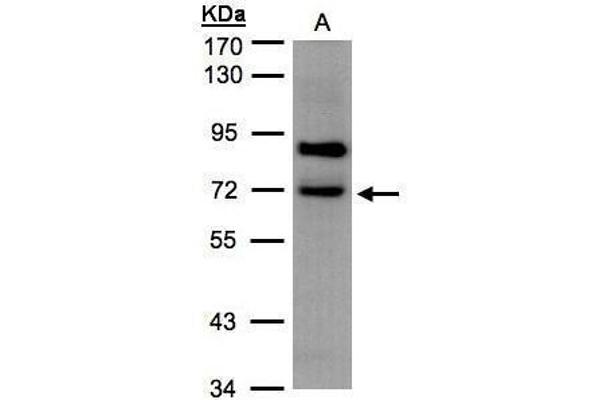 SLC20A2 antibody