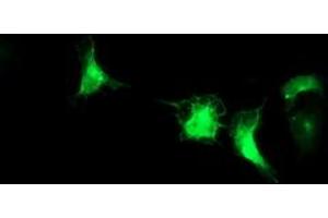 Immunofluorescence (IF) image for anti-Interferon Regulatory Factor 6 (IRF6) antibody (ABIN1498901)