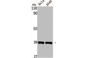 Western Blot analysis of HELA A549 cells using MEL-1B-R Polyclonal Antibody (Melatonin Receptor 1B antibody  (C-Term))
