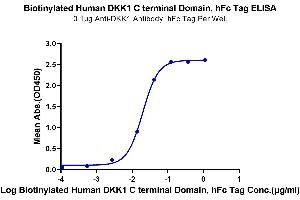 Immobilized Anti-DKK1 Antibody, hFc Tag at 1 μg/mL (100 μL/well) on the plate.
