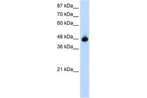 Western Blotting (WB) image for anti-Obg-Like ATPase 1 (OLA1) antibody (ABIN2462080) (OLA1 antibody)