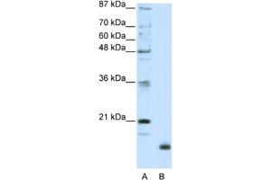 Western Blotting (WB) image for anti-Ribosomal Protein L32 (RPL32) antibody (ABIN2462057) (RPL32 antibody)
