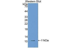 Western Blotting (WB) image for anti-beta-Thromboglobulin (beta-TG) antibody (Biotin) (ABIN1172795) (beta-Thromboglobulin antibody  (Biotin))