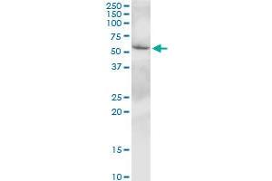 SLC38A3 MaxPab polyclonal antibody. (SLC38A3 antibody  (AA 1-504))