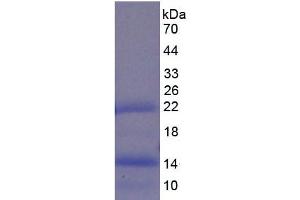 SDS-PAGE analysis of Pig BMP4 Protein. (BMP4 Protein)