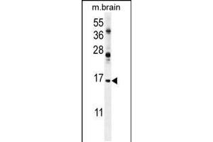 Western blot analysis in mouse brain tissue lysates (35ug/lane). (Ensa antibody  (AA 39-66))