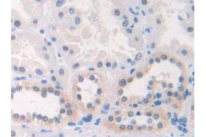 IHC-P analysis of Human Kidney Tissue, with DAB staining. (CX3CL1 antibody  (AA 81-336))
