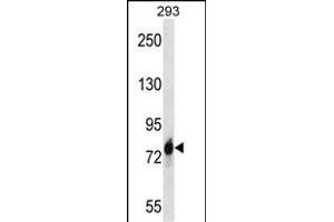 CDH16 Antibody (C-term) (ABIN657668 and ABIN2846661) western blot analysis in 293 cell line lysates (35 μg/lane). (Cadherin-16 antibody  (C-Term))