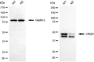 Western blotting analysis using CREB1 antibody (ABIN7797857). (Recombinant CREB1 antibody)