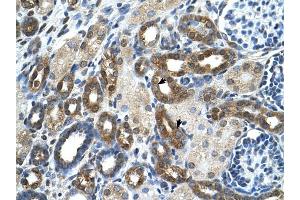PKLR antibody was used for immunohistochemistry at a concentration of 4-8 ug/ml to stain Epithelial cells of renal tubule (arrows) in Human Kidney. (PKLR antibody  (N-Term))
