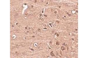 Immunohistochemistry of Gle1 in mouse brain tissue with Gle1 antibody at 2. (GLE1 antibody  (C-Term))