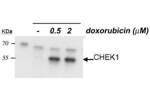 WB Image Sample: 20 ug of HCT116 P53 whole cell lysate 10% SDS PAGE Chk1-phopho-S345 antibody antibody diluted at 1:1000 (CHEK1 antibody  (pSer345))