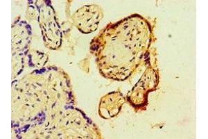 Immunohistochemistry of paraffin-embedded human placenta tissue using ABIN7168268 at dilution of 1:100