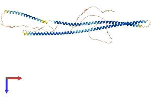 AlphaFold protein structure predicition of Human Recombinant KRT79 Protein, UniprotID Q5XKE5 (Cytokeratin 79 Protein (AA 1-535) (His tag))