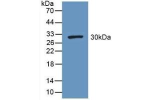 FGG Antikörper  (AA 166-416)