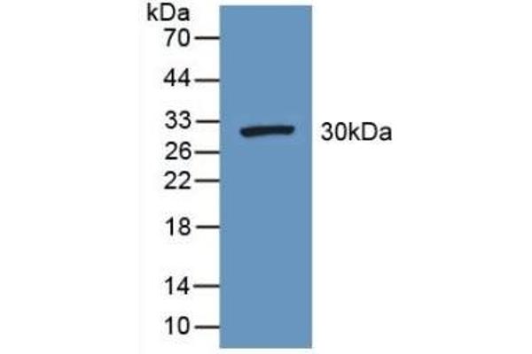 FGG anticorps  (AA 166-416)