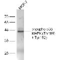 anti-Mitogen-Activated Protein Kinase 14 (MAPK14) (pThr180), (pTyr182) antibody