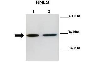 WB Suggested Anti-Rnls Antibody  Positive Control: Lane 1:441 µg Mouse N2a cell lysate Lane 2: 041 µg Mouse N2a cell lysate Primary Antibody Dilution: 1:000Secondary Antibody: Anti-rabbit-HRP Secondry  Antibody Dilution: 1:0500Submitted by: Nitish R Mahapatra, IIT Madras (RNLS antibody  (Middle Region))