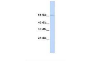 Image no. 1 for anti-Solute Carrier Family 22 Member 6 (SLC22A6) (N-Term) antibody (ABIN6737986) (SLC22A6 antibody  (N-Term))