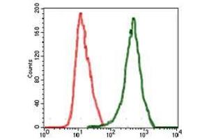 Flow cytometric analysis of MCF-7 cells using RAF1 mouse mAb (green) and negative control (red). (RAF1 antibody)