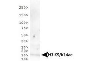 Western Blot of Rabbit Anti-Histone H3 [ac Lys9, ac Lys14] Antibody. (Histone 3 antibody  (H3K9ac, H3K14ac))
