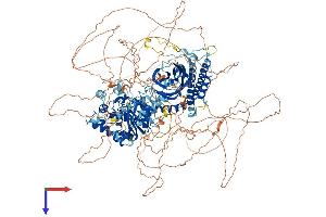 AlphaFold protein structure predicition of Mouse Recombinant Fam135a Protein, UniprotID Q6NS59 (FAM135A Protein (AA 1-1506) (His tag))