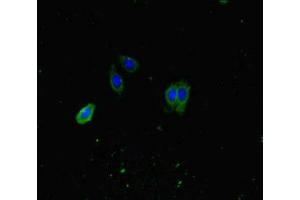 Immunofluorescence (IF) image for anti-ATPase, Class I, Type 8A, Member 1 (ATP8A1) (AA 448-545) antibody (ABIN7163366)