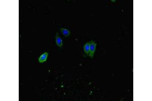 Immunofluorescent analysis of HepG2 cells using ABIN7163366 at dilution of 1:100 and Alexa Fluor 488-congugated AffiniPure Goat Anti-Rabbit IgG(H+L) (ATP8A1 antibody  (AA 448-545))