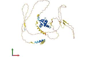 AlphaFold protein structure predicition of Mouse Recombinant Foxn3 Protein, UniprotID Q499D0