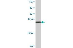 Western Blot detection against Immunogen (37. (WDR5 antibody  (AA 16-120))