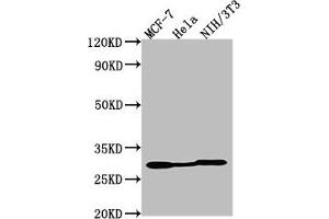 Western Blot Positive WB detected in: MCF-7 whole cell lysate, Hela whole cell lysate, NIH/3T3 whole cell lysate All lanes: LGALS3 antibody at 1:2000 Secondary Goat polyclonal to Mouse IgG at 1/50000 dilution Predicted band size: 27 kDa Observed band size: 27 kDa (Galectin 3 antibody)