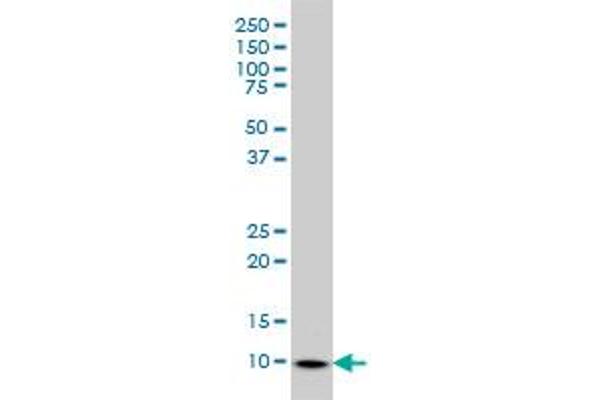 S100A6 antibody  (AA 1-90)