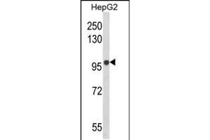 Western blot analysis of BANK1 Antibody in HepG2 cell line lysates (35ug/lane)