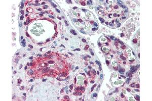 Anti-SYMPK / Symplekin antibody IHC of human placenta.