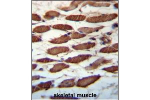 USP45 Antibody (Center) (ABIN657332 and ABIN2846401) immunohistochemistry analysis in formalin fixed and paraffin embedded human skeletal muscle followed by peroxidase conjugation of the secondary antibody and DAB staining. (USP45 antibody  (AA 309-338))