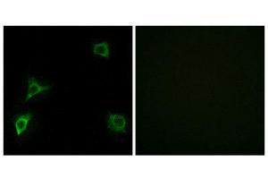 Immunofluorescence (IF) image for anti-Glutamate Receptor, Ionotropic, delta 2 (GRID2) (C-Term) antibody (ABIN1850390) (GRID2 antibody  (C-Term))