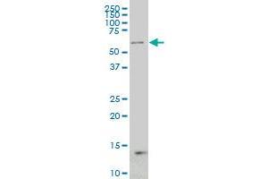 NCOA4 antibody  (AA 505-614)