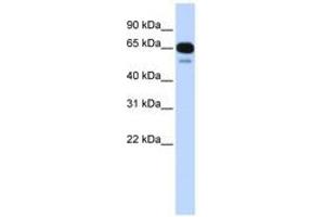 Image no. 1 for anti-Solute Carrier Family 22 (Organic Anion Transporter), Member 8 (SLC22A8) (C-Term) antibody (ABIN6740734) (SLC22A8 antibody  (C-Term))