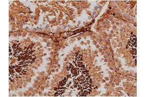 ABIN6267363 at 1/200 staining Mouse testis tissue sections by IHC-P.