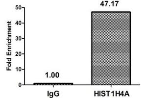 Chromatin Immunoprecipitation Hela (4*10 6 , treated with 30 mM sodium butyrate for 4h) were treated with Benzanase, sonicated, and immunoprecipitated with 5 μg anti-HIST1H4A (ABIN7139198) or a control normal rabbit IgG. (HIST1H4A antibody  (acLys79))