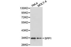 Western Blotting (WB) image for anti-Secreted phosphoprotein 1 (SPP1) antibody (ABIN1874927) (Osteopontin antibody)