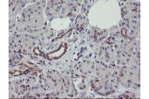 RBPMS antibody