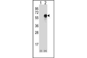 Western blot analysis of LZP (arrow) using LZP Antibody . (OIT3 antibody)