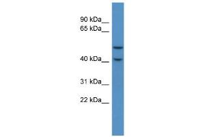 WB Suggested Anti-Fkrp Antibody Titration:  0.