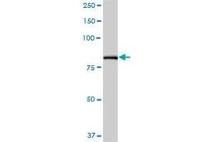 PFKP MaxPab polyclonal antibody. (PFKP antibody  (AA 1-784))