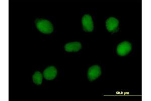 Immunofluorescence of purified MaxPab antibody to RMI1 on HeLa cell. (RMI1 antibody  (AA 1-470))