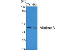 Western Blot (WB) analysis of specific cells using Aldolase A Polyclonal Antibody. (ALDOA antibody  (N-Term))