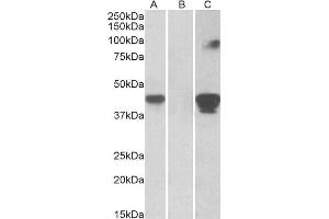 HEK293 lysate (10ug protein in RIPA buffer) overexpressing Human SLAMF8 with C-terminal MYC tag probed with ABIN1590031 (1ug/ml) in Lane A and probed with anti-MYC Tag (1/1000) in lane C. (SLAMF8 antibody  (Internal Region))