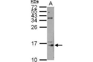 WB Image Sample (50 ug of whole cell lysate) A: mouse brain 15% SDS PAGE antibody diluted at 1:500 (Histone H3.3 antibody)