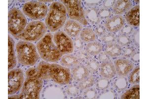 Immunohistochemistry staining of GCPII in porcine kidney by GCP-04 monoclonal antibody. (PSMA antibody  (AA 44-750))